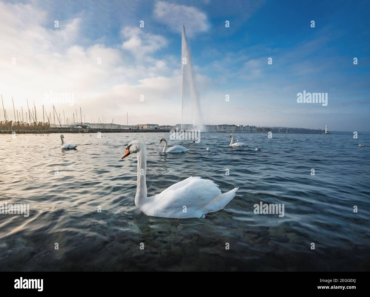 Swan al Lago di Ginevra e Jet D’eau Fontana d’acqua - Ginevra, Svizzera Foto Stock