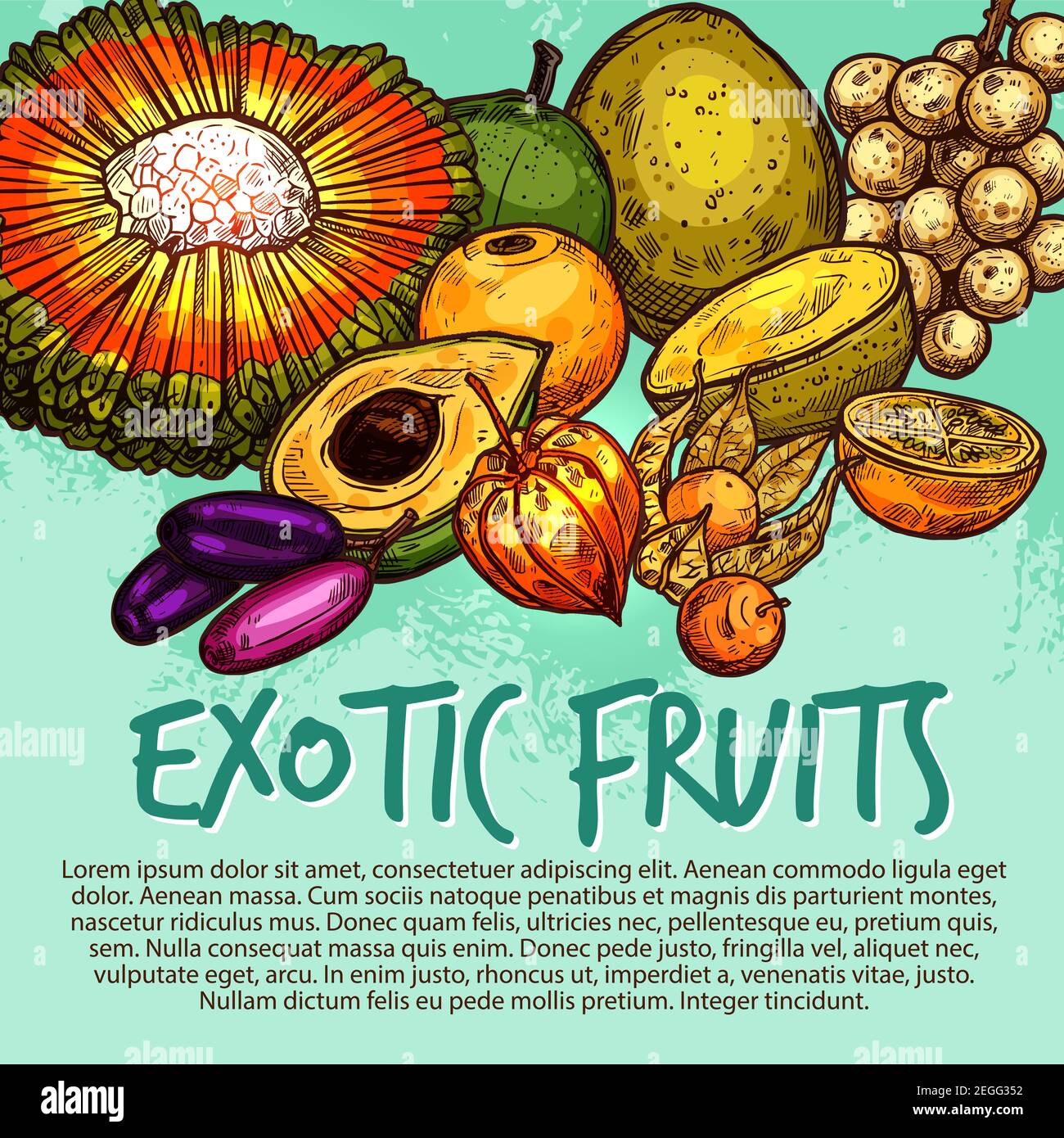 Cartellone di bozzetto di frutta esotica di frutti tropicali freschi. Physalis, longkong e jambolan, lufuma, pu hala, naranjilla e bam balan banner frutta per natura Illustrazione Vettoriale