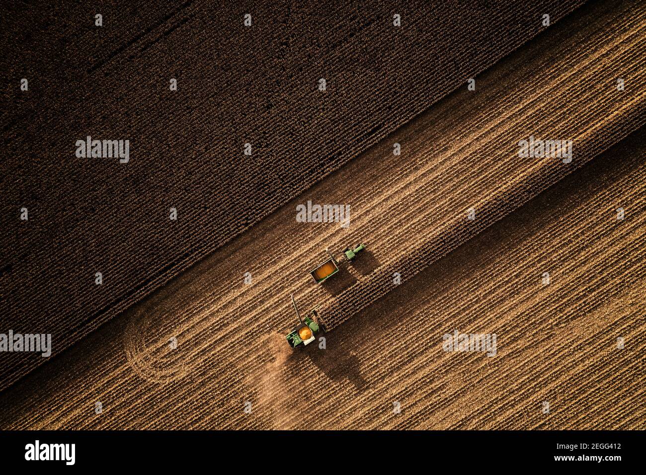 Una vista dall'alto verso il basso di un'operazione di raccolta della granella nell'Indiana meridionale. Scatta con un drone che guarda verso il basso. Foto Stock