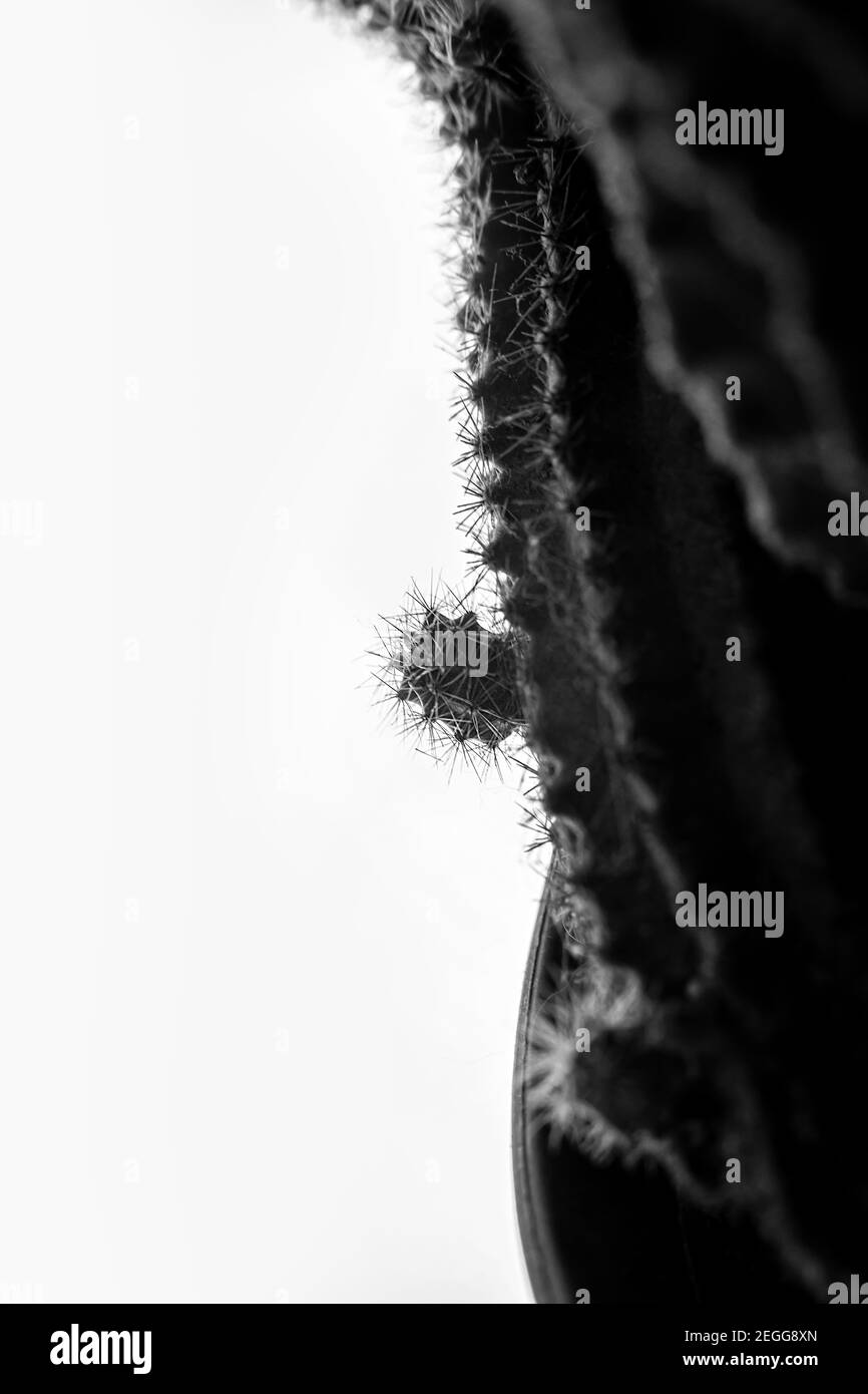 Foto astratta in bianco e nero della superficie delle piante di cactus con cactus del bambino e spine degli aghi appuntite, sfondo naturale Foto Stock