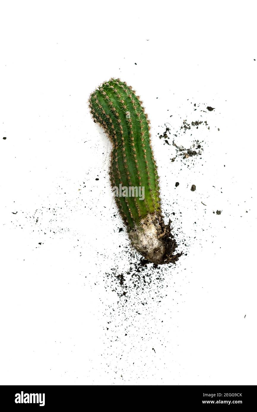 Vista dall'alto di un cactus su sfondo bianco con sporco di terreno marrone intorno, concetto di hobby di giardinaggio fallito, piante di casa in crescita con thor prickly doloroso Foto Stock