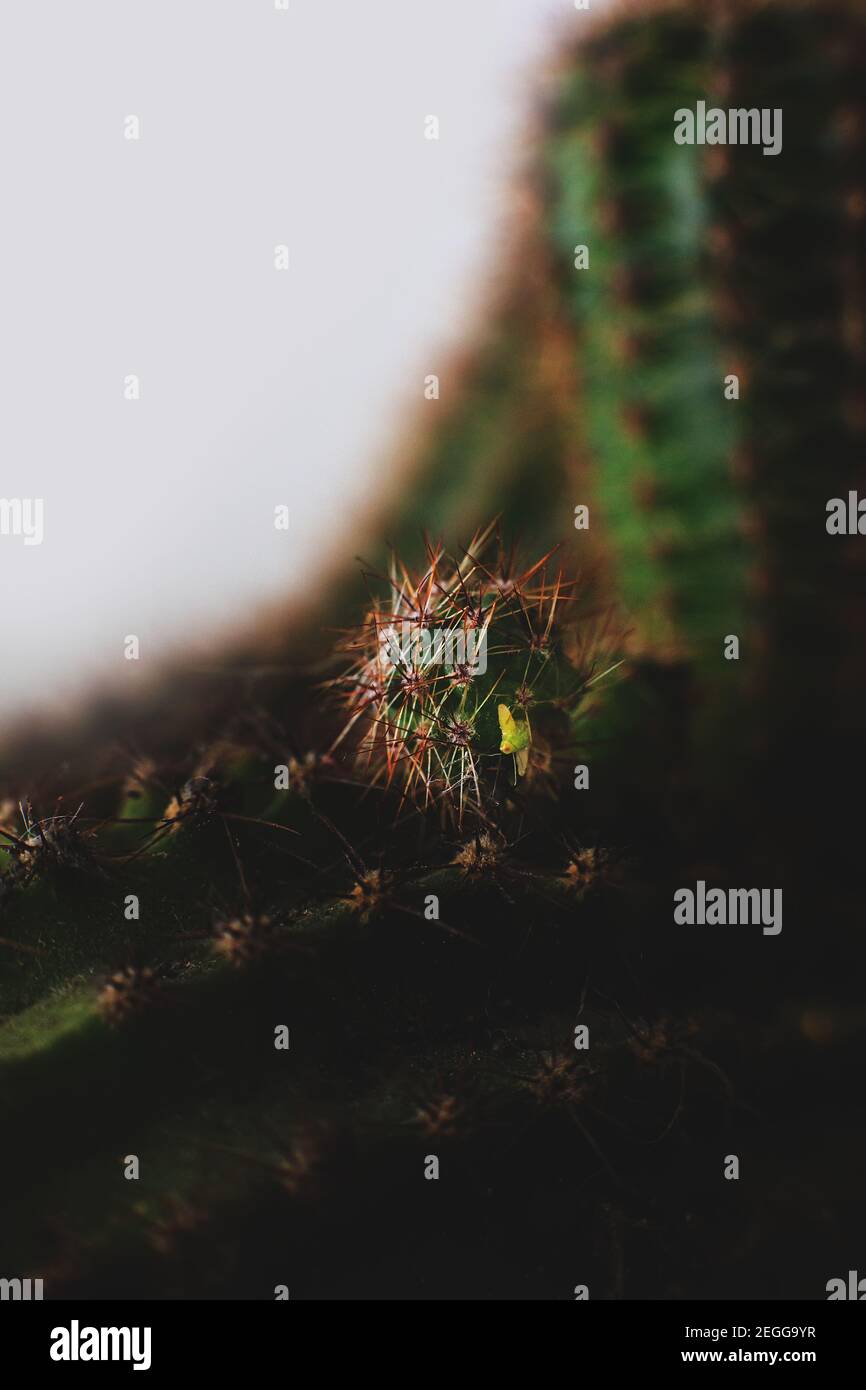 Primo piano macro cactus affilata superficie puckly con baby scion e aghi dentellati Foto Stock