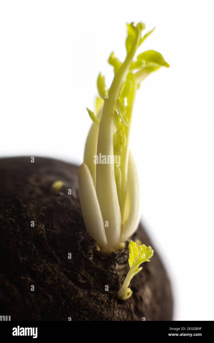 Primo piano macro crescita germogli verdi piantine su radice di ravanello nero vegetale, sano cibo grezzo a sfondo isolato Foto Stock