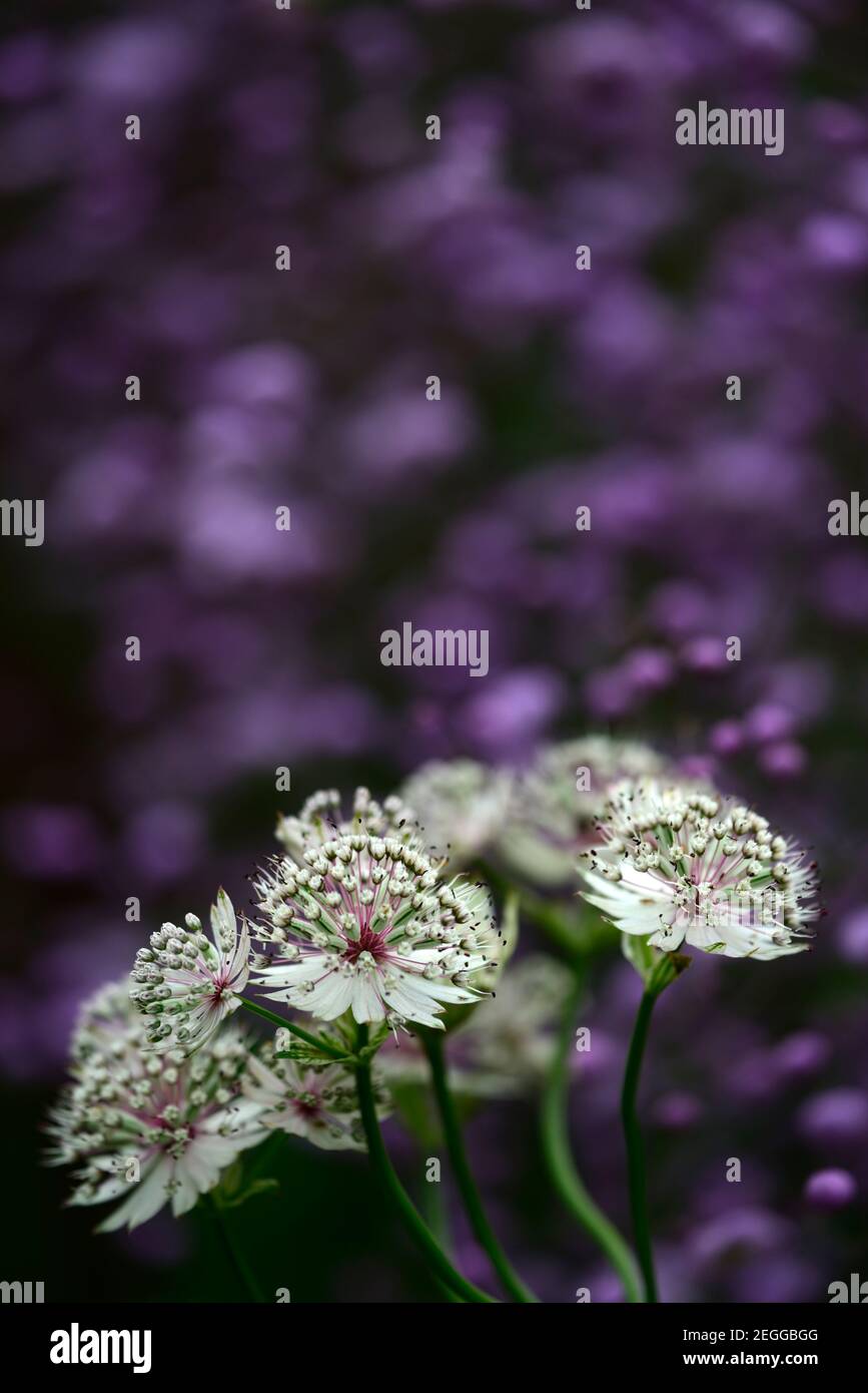 Astrantia bo ann,astrantia,masterwort,fiori bianchi,Thalictrum delavayi,rue prato,fiori bianchi e lilla,bianco e. fiori viola, viola, lilla, flusso Foto Stock