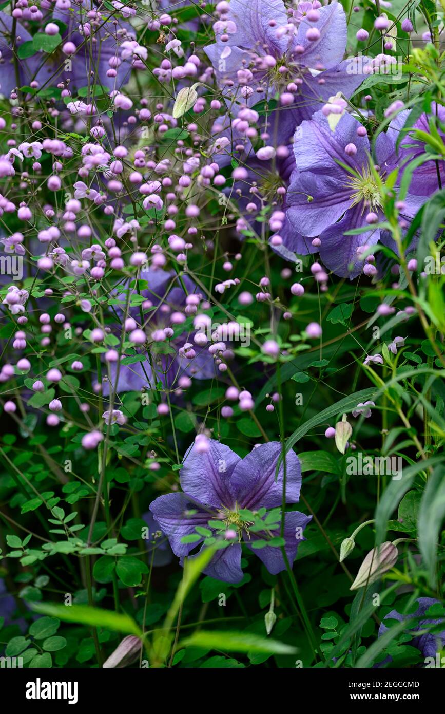 clematis perle d'azur,dazur,dazure,Thalictrum delavayi,rue prato,fiori blu e lilla,blu e viola fiori, viola, lilla, fiore, fiori, blu chiaro Foto Stock