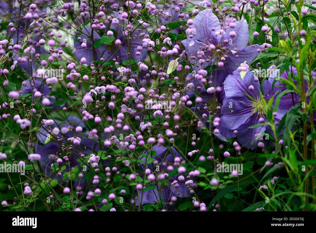 clematis perle d'azur,dazur,dazure,Thalictrum delavayi,rue prato,fiori blu e lilla,blu e viola fiori, viola, lilla, fiore, fiori, blu chiaro Foto Stock