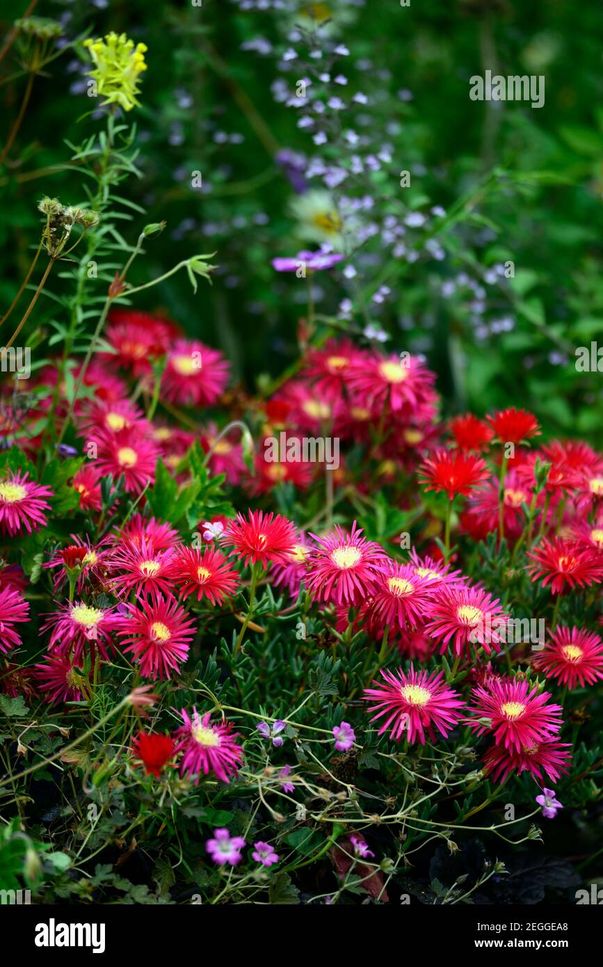 Delosperma dyeri,fiore rosso,fiore,fioritura,coperchio a terra,succulento,succulenti,RM floreale Foto Stock