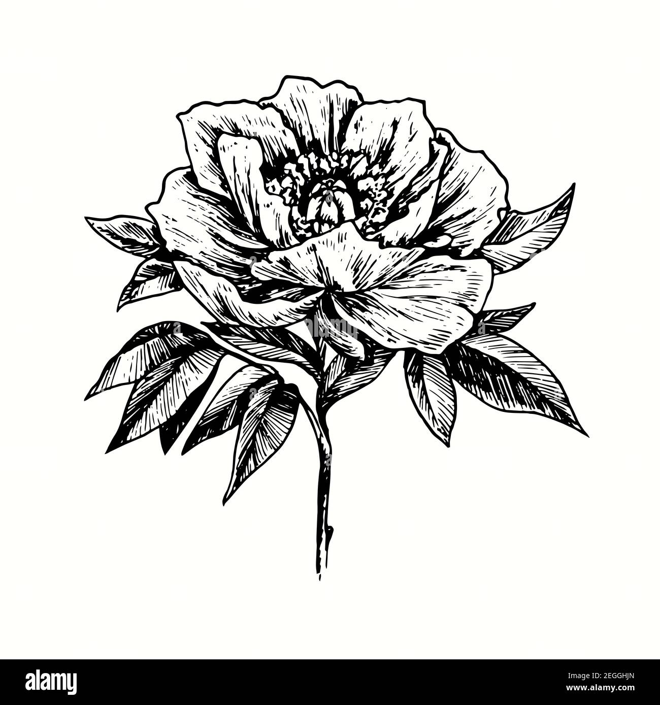 Fiore di pony disegnato a mano. Disegno in bianco e nero con inchiostro. Illustrazione Foto Stock