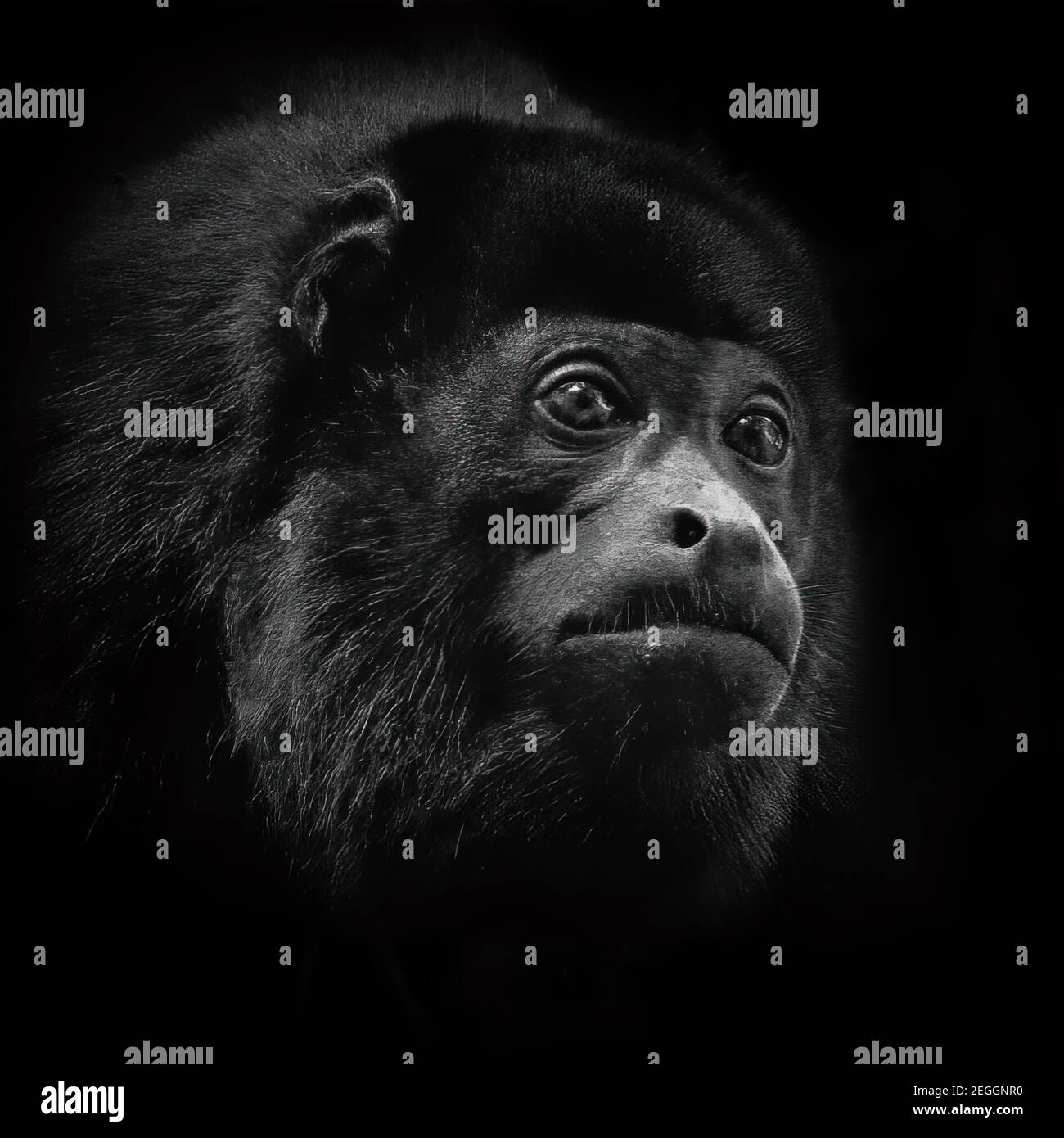 Ritratto monocromatico di una scimmia Howler Foto Stock