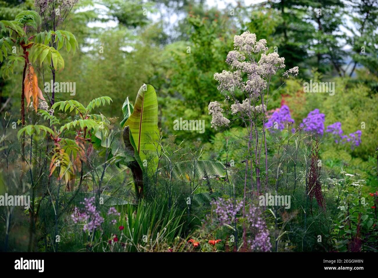 Thalictrum elin,Musa sikkimensis Bengala Tiger,Foeniculum vulgare purpurpureum,finocchio di bronzo,foglie,fogliame,letto,piantagione esotica,combinazioni,confine,tropico Foto Stock