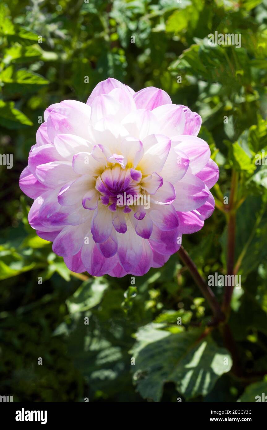 Primo piano di Dahlia Ferncliffe illusione una dahlia decorativa con Fiori bianchi e porpora UNA pianta tuberosa che è decidua e mezzo duro Foto Stock