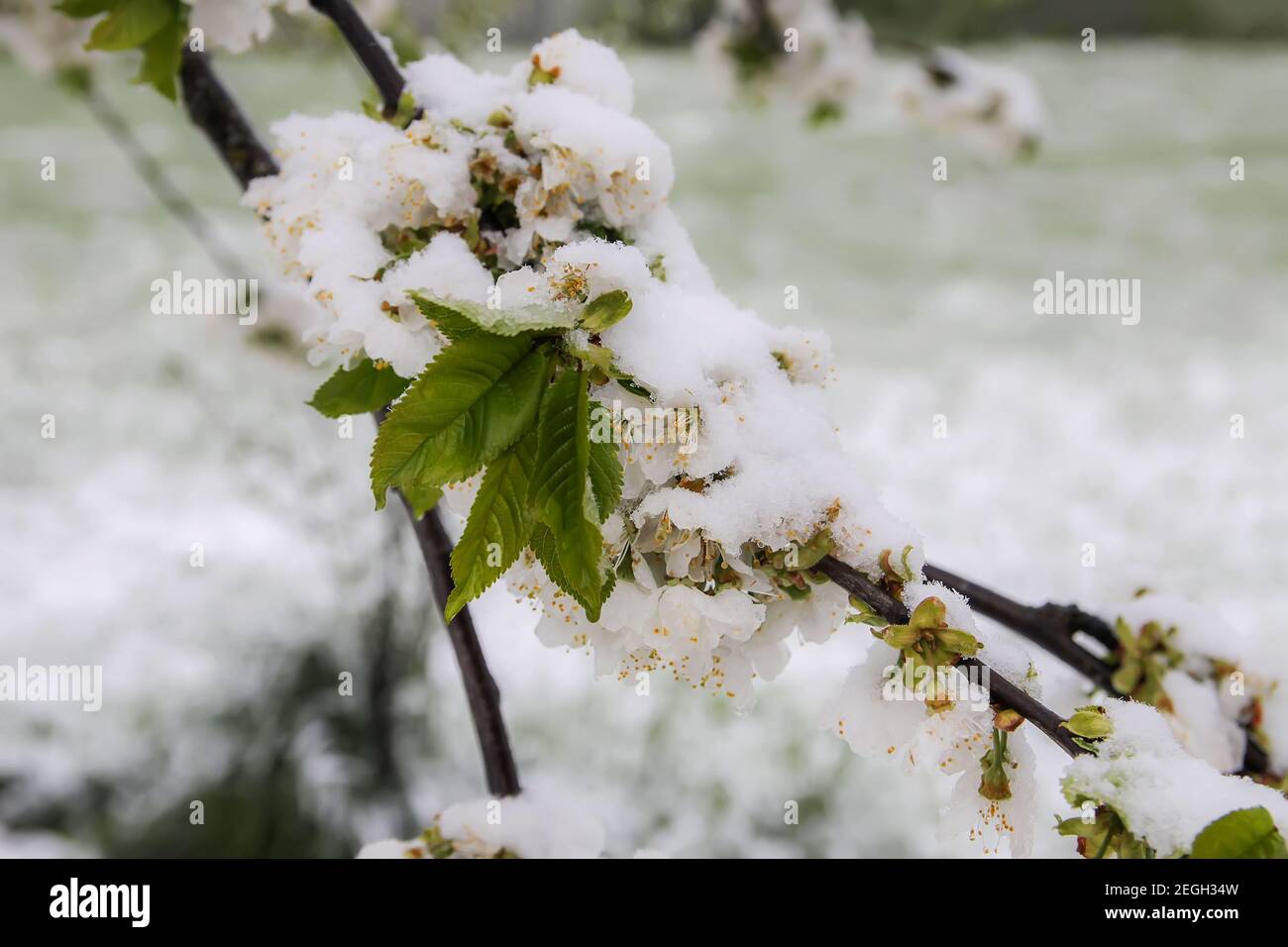 Anomalia meteo. Nevicate nel mese di maggio. Neve fresca su rami di alberi di chery in fiore Foto Stock