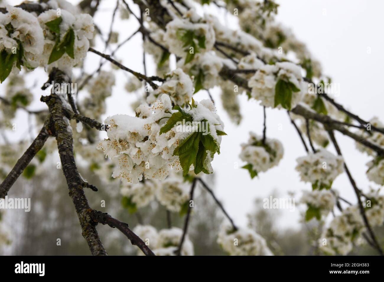 Anomalia meteo. Nevicate nel mese di maggio. Neve fresca su rami di alberi di chery in fiore Foto Stock