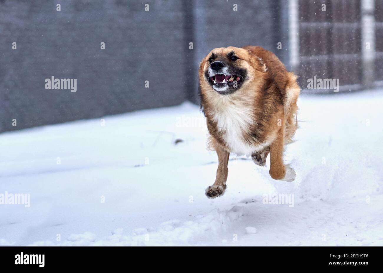 Un mongrel, cane di razza mista o mutt sta correndo rapidamente nella neve. Divertente foto del cane da corsa. Cane durante la corsa. Foto Stock