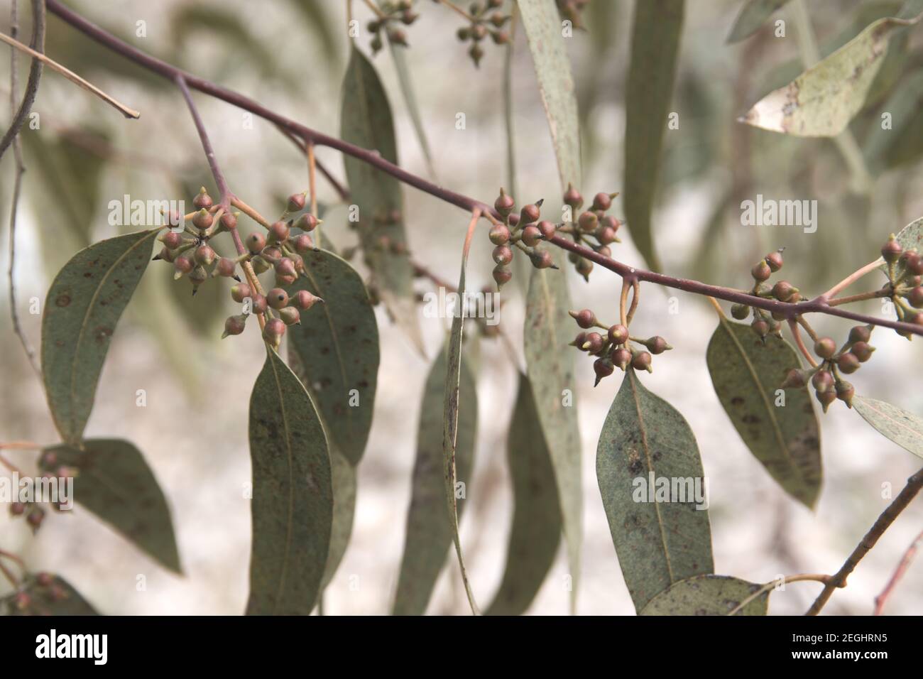 Primo piano di alcuni rami di un albero di eucalipto con foglie e gemme dei suoi fiori Foto Stock