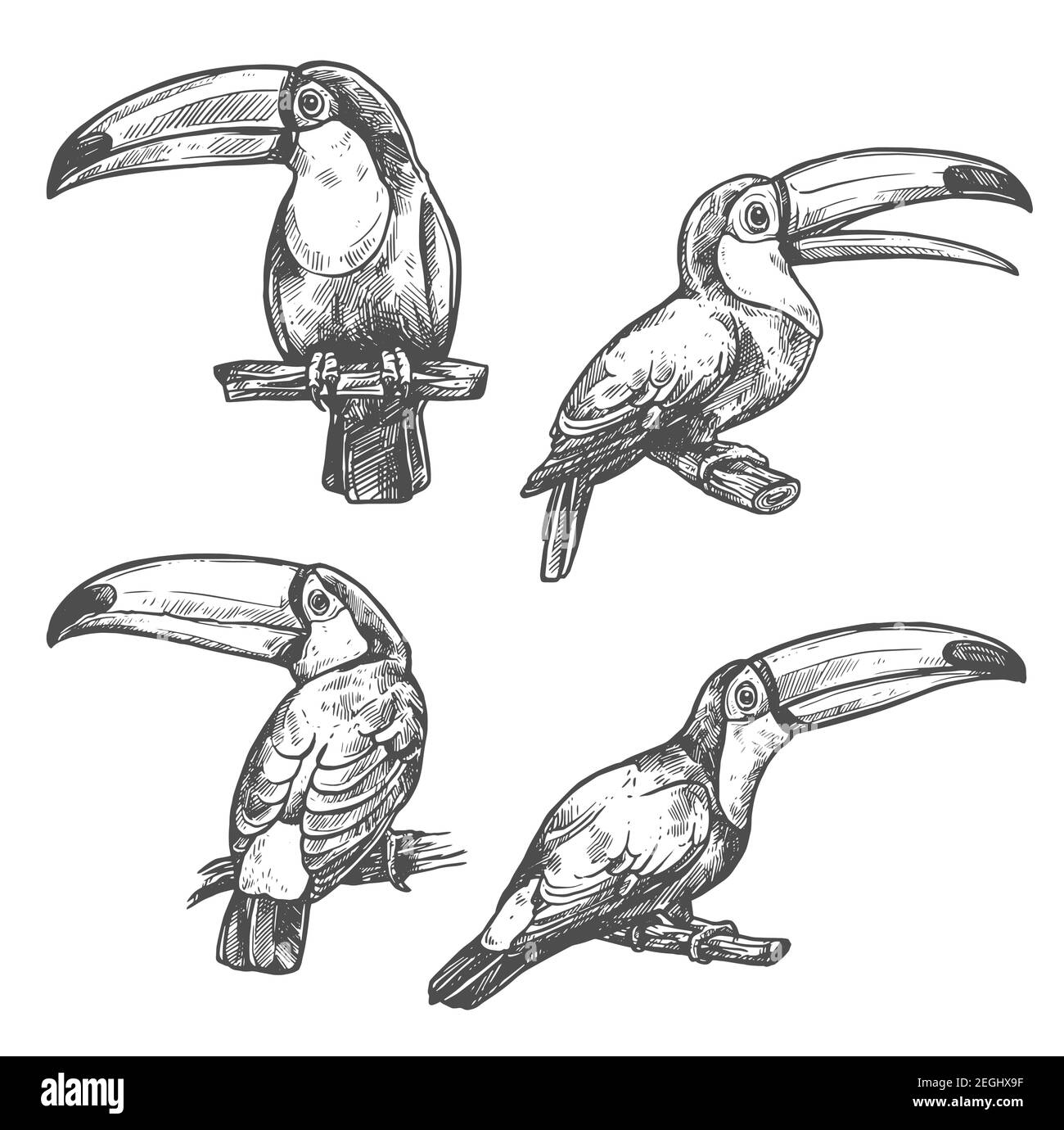 Set di schizzi Toucan con uccello tropicale in diverse posizioni. Foresta americana toco uccello toucan seduta su ramo con becco aperto. Esotico uccello selvatico per t Illustrazione Vettoriale