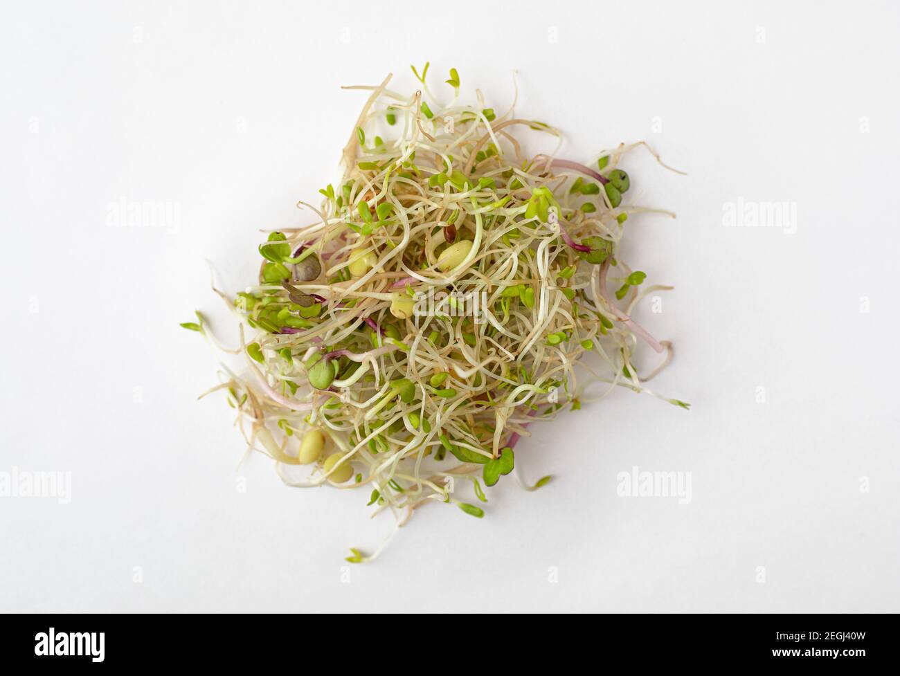 Mix di germogli su sfondo bianco Foto Stock