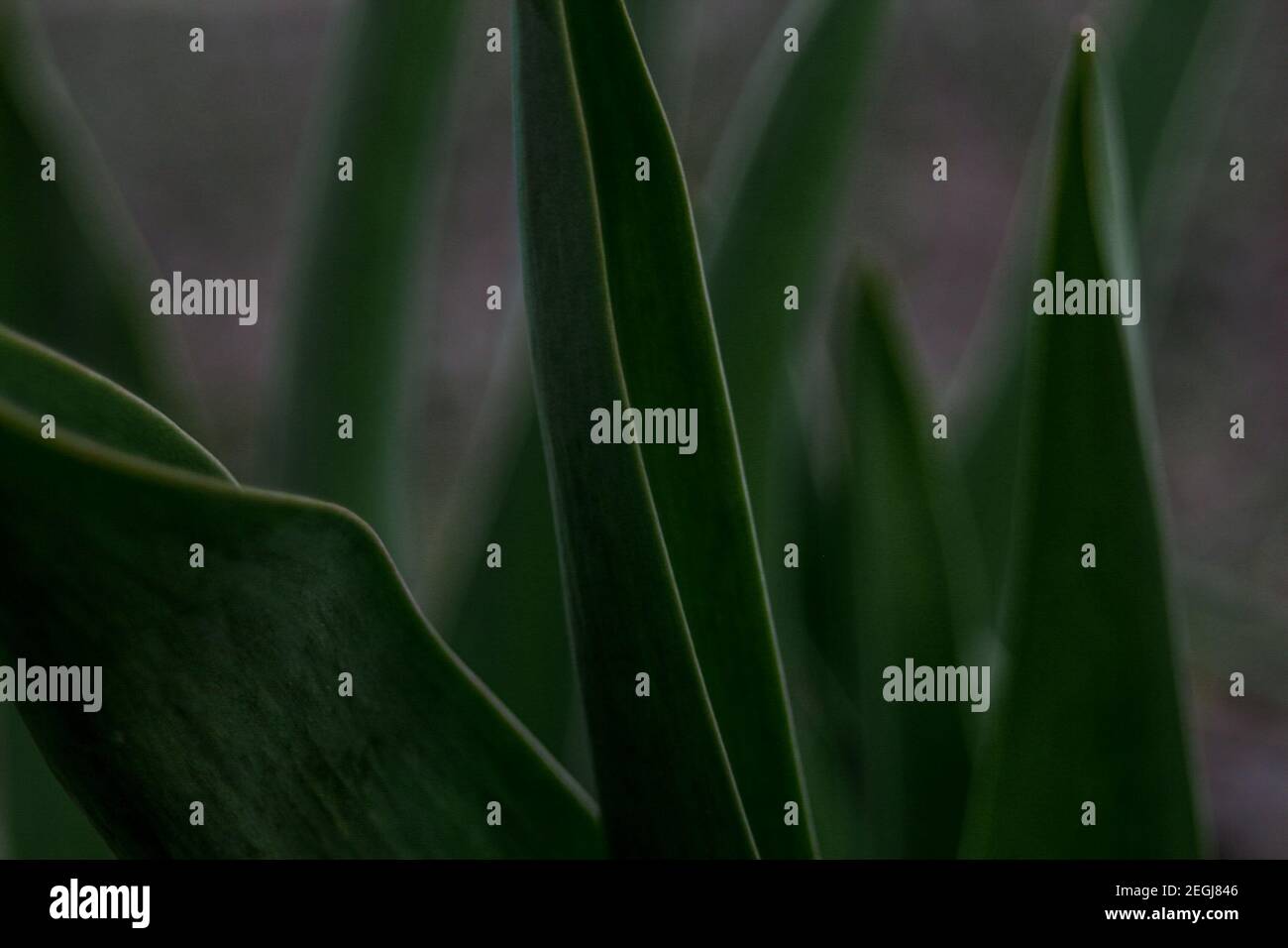 Foglie di tulipano verde scuro su grigio e verde con sfondo sfocato. Primo piano. Messa a fuoco e nitidezza selettive Foto Stock