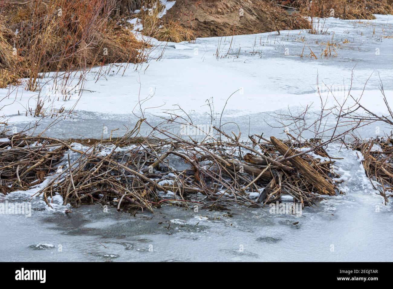 Una diga americana di Beaver in inverno. Foto mostra dove l'acqua era stata fuoriuscita sopra la diga ma si è congelata in termperature frigide, Castle Rock, Colorado USA. Foto Stock