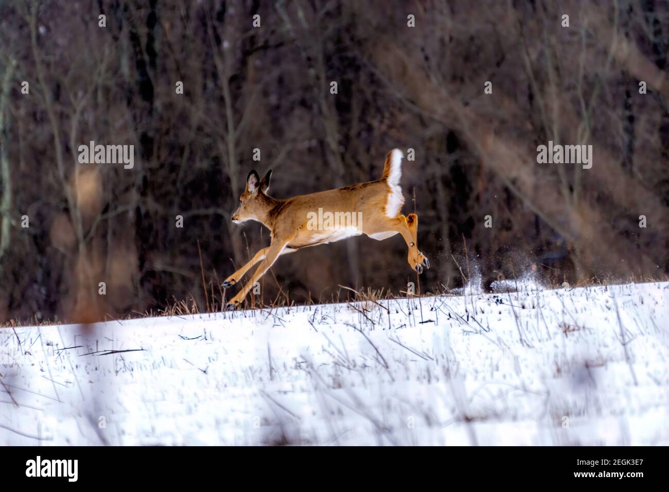 Ohio whitetail cervi in su e in esecuzione Foto Stock