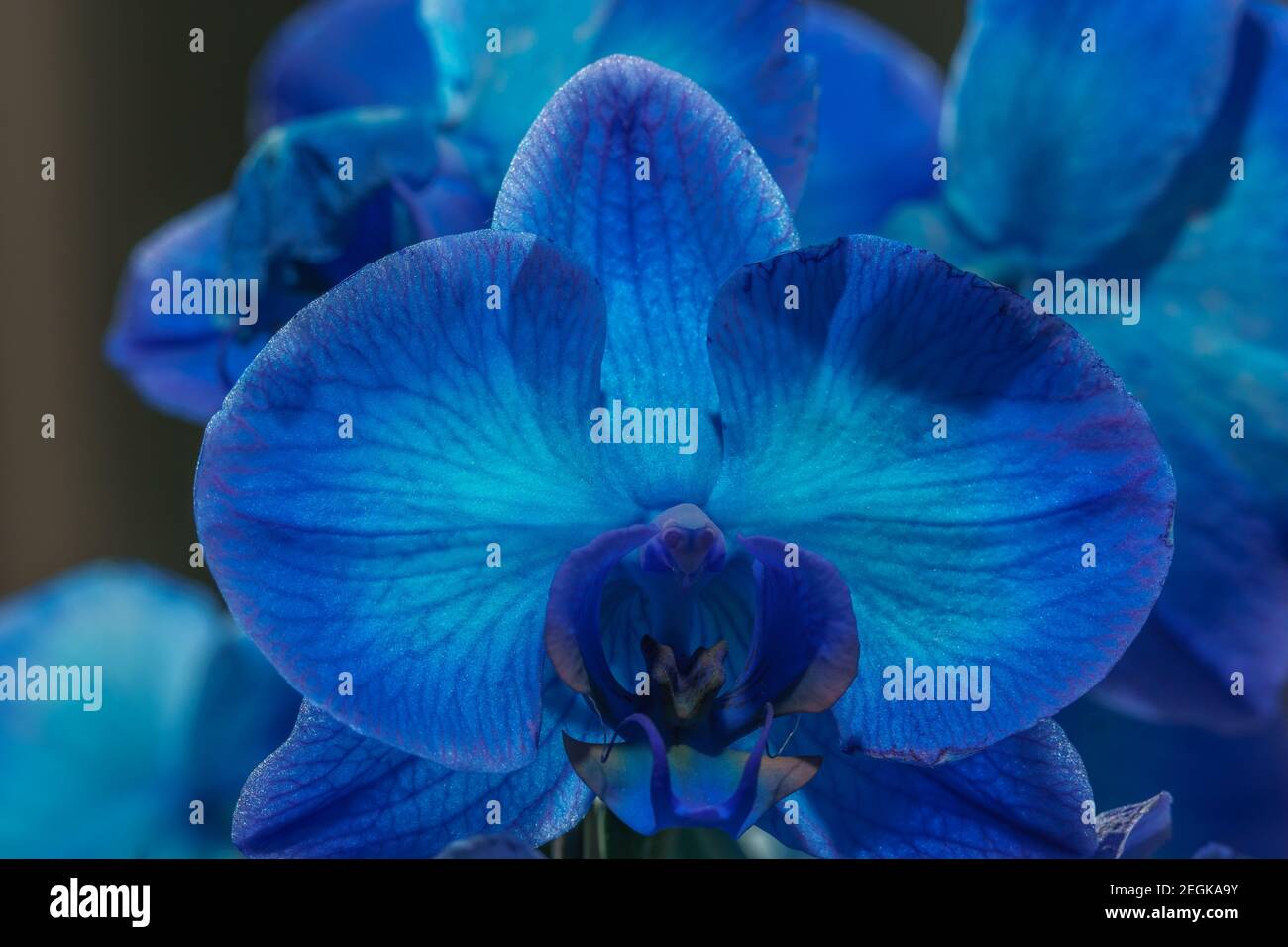 particolare di fiori di orchidea blu in luce brillante Foto Stock