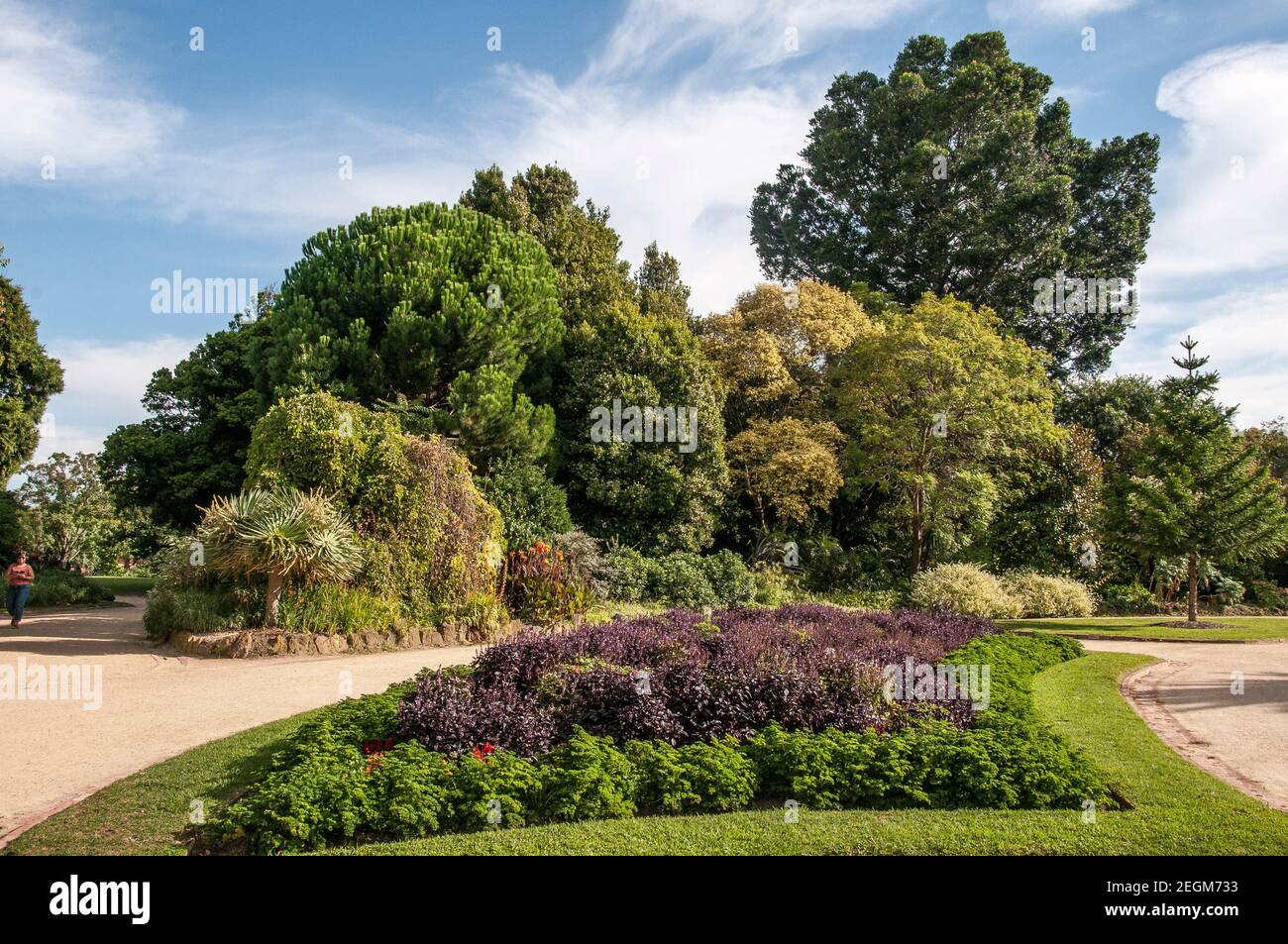 Alberi maturi nei Giardini Botanici di St Kilda, un giardino pubblico del XIX secolo nella periferia interna di Melbourne, Victoria, Australia Foto Stock