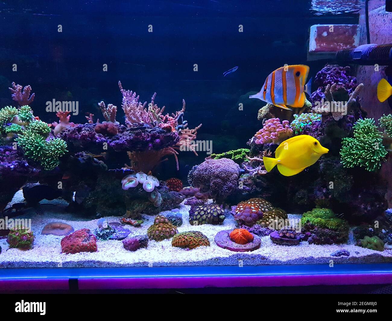 Bella simbiosi di gruppo di pesci nella barriera corallina acquario serbatoio Foto Stock