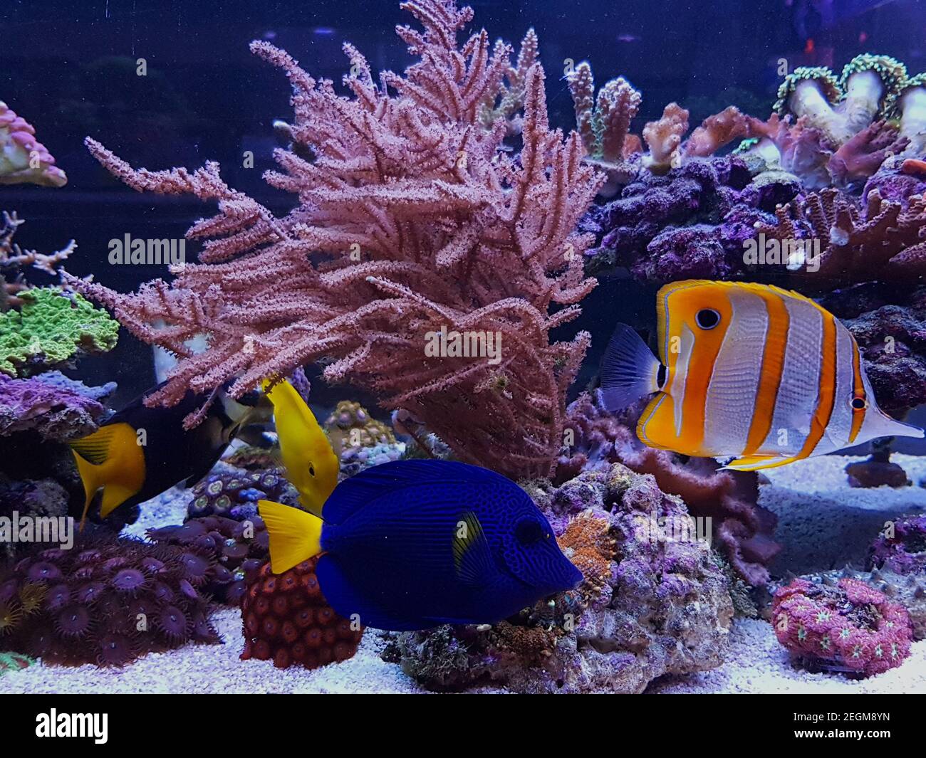 Bella simbiosi di gruppo di pesci nella barriera corallina acquario serbatoio Foto Stock