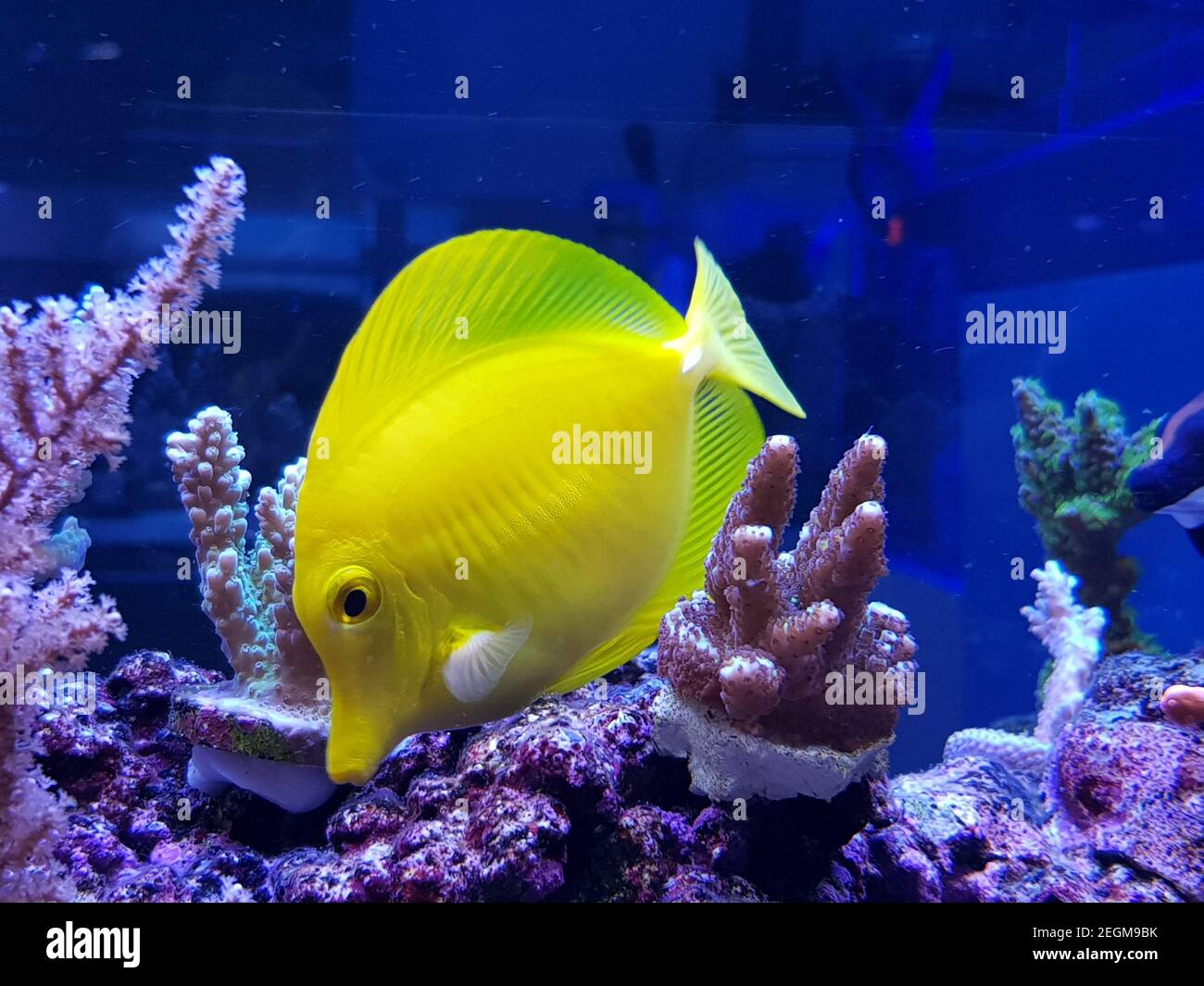 Tang giallo, pesce hawaiano - ( Zebrasoma flavescens ) Foto Stock
