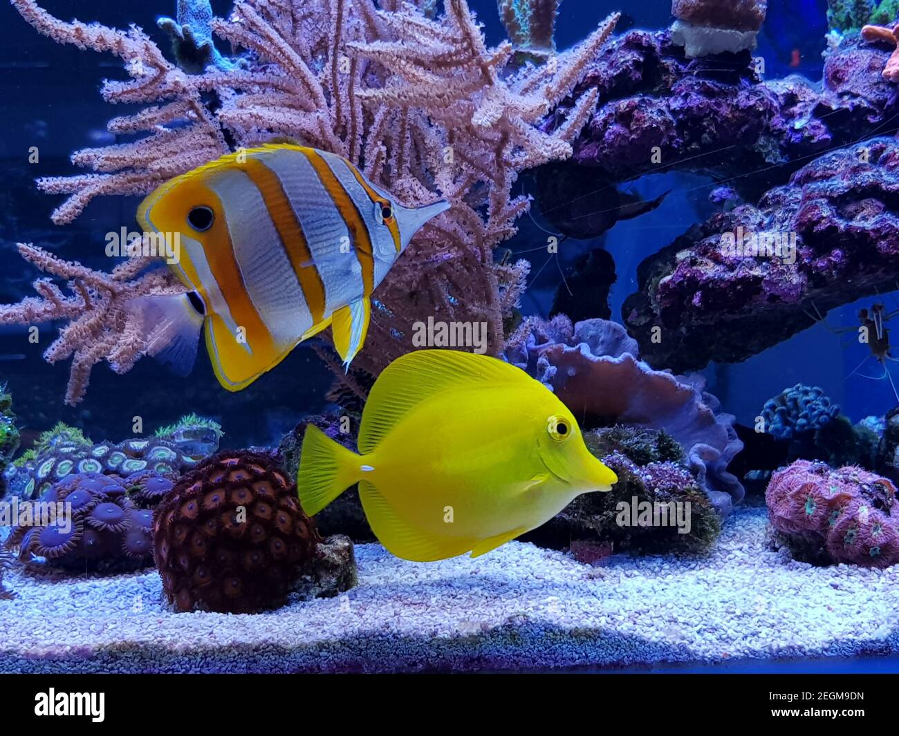 Bella simbiosi di gruppo di pesci nella barriera corallina acquario serbatoio Foto Stock