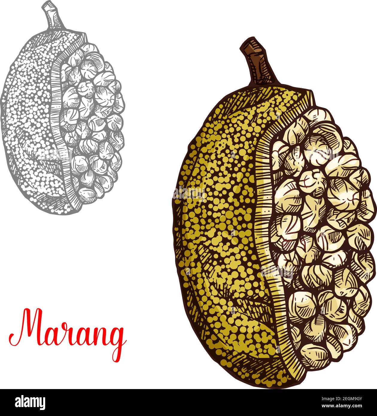 Marang o terap frutto schizzo di albero esotico malese. Quercia Johey frutto tropicale dell'isola Borneo con buccia verde e polpa bianca isolata icona f Illustrazione Vettoriale