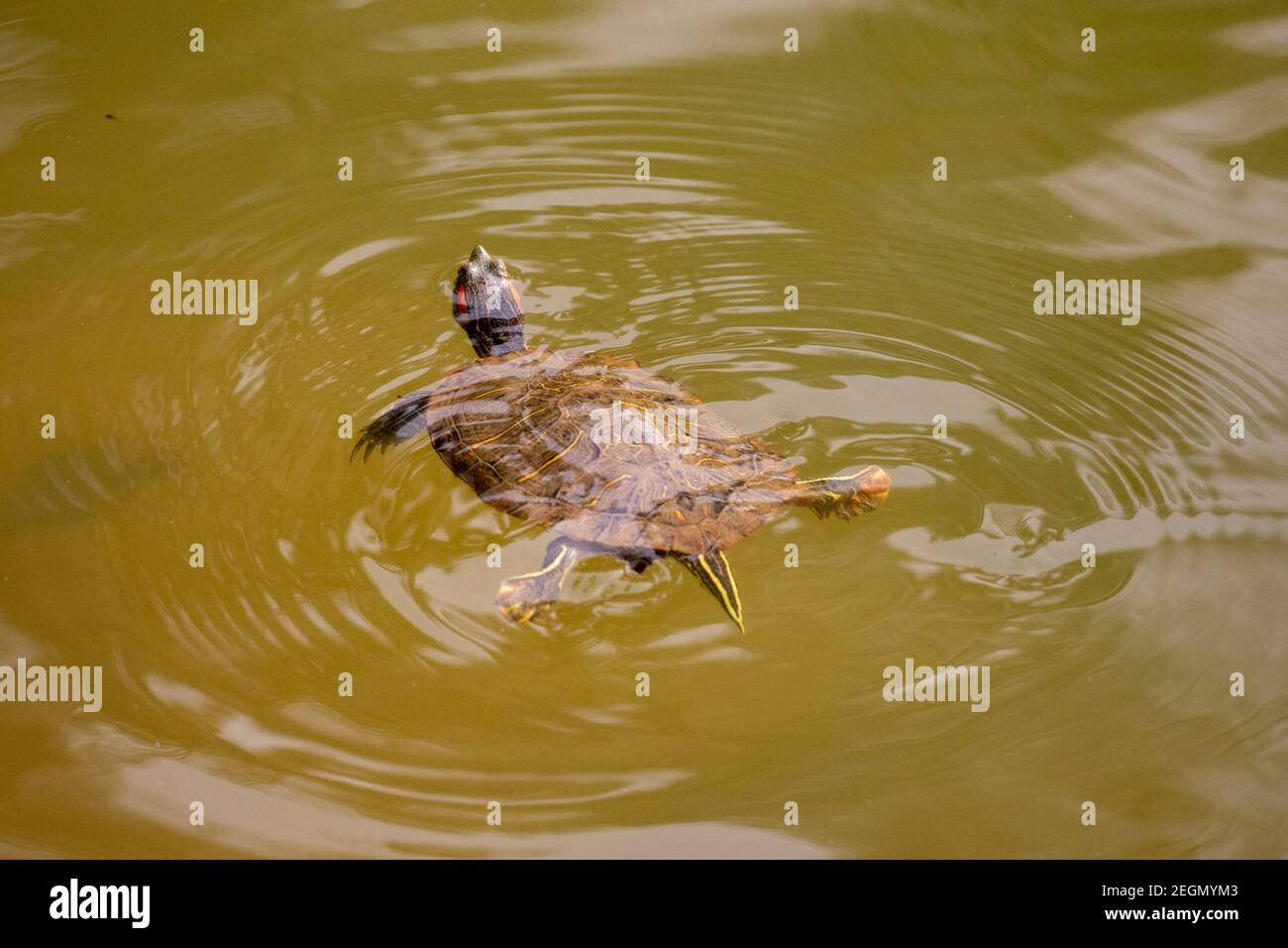Tartaruga rossa, cursore rosso-arato (Trachemys scripta elegans, Pseudemys scripta elegans), nuoto in uno stagno. Dhaka, Bangladese. Foto Stock