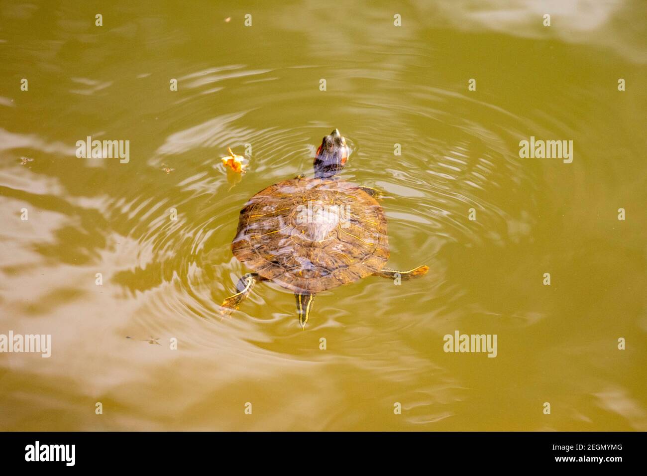 Tartaruga rossa, cursore rosso-arato (Trachemys scripta elegans, Pseudemys scripta elegans), nuoto in uno stagno. Dhaka, Bangladese. Foto Stock