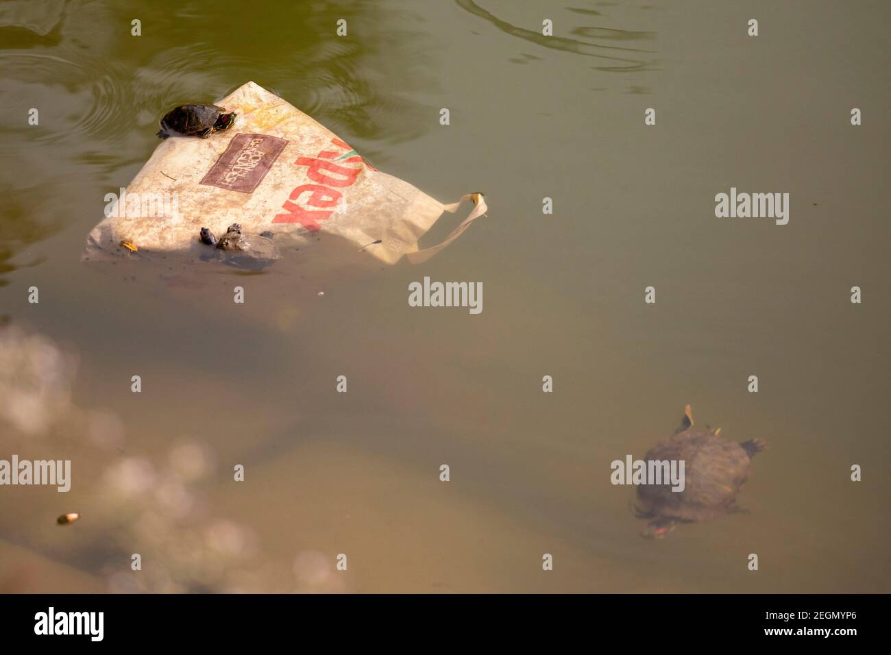 Tartarughe rosse crogiolarsi al sole su una borsa di plastica galleggiante all'interno di uno stagno a Dhaka, Bangladesh Foto Stock