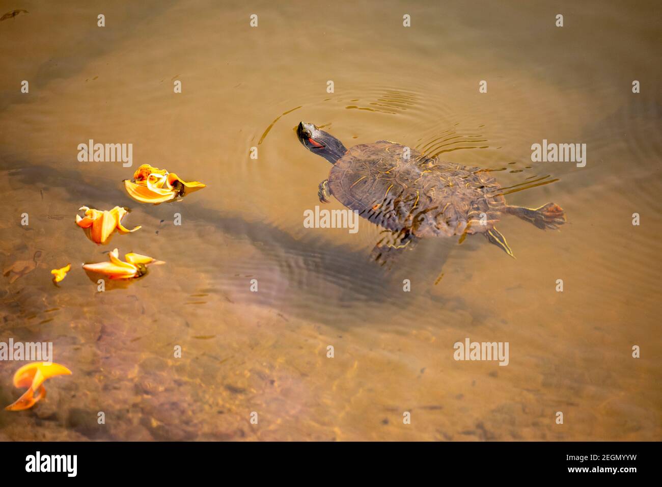 Tartaruga rossa, cursore rosso-arato (Trachemys scripta elegans, Pseudemys scripta elegans), nuoto in uno stagno. Dhaka, Bangladese. Foto Stock