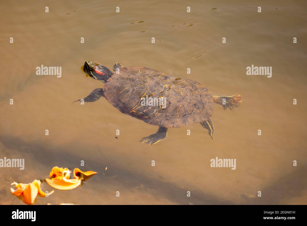 Tartaruga rossa, cursore rosso-arato (Trachemys scripta elegans, Pseudemys scripta elegans), nuoto in uno stagno. Dhaka, Bangladese. Foto Stock