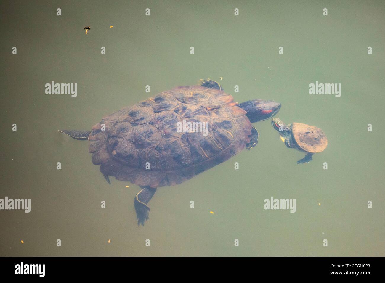 Due tartarughe rosse, slider rosso-arato (Trachemys scripta elegans, Pseudemys scripta elegans), nuoto in uno stagno. Dhaka, Bangladese. Foto Stock