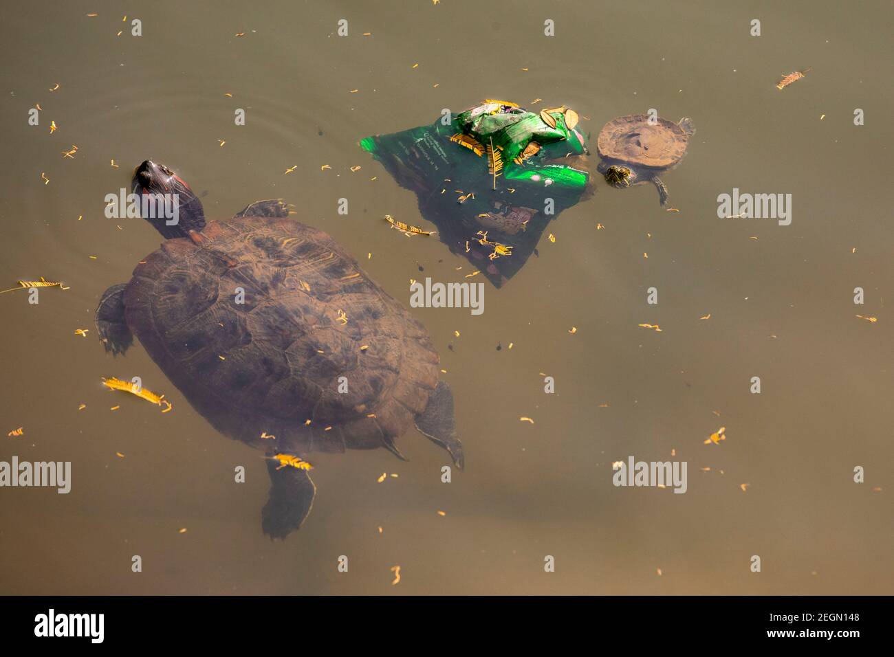 Tartarughe rosse con un involucro alimentare in plastica in un laghetto a Dhaka, Bangladesh. Foto Stock