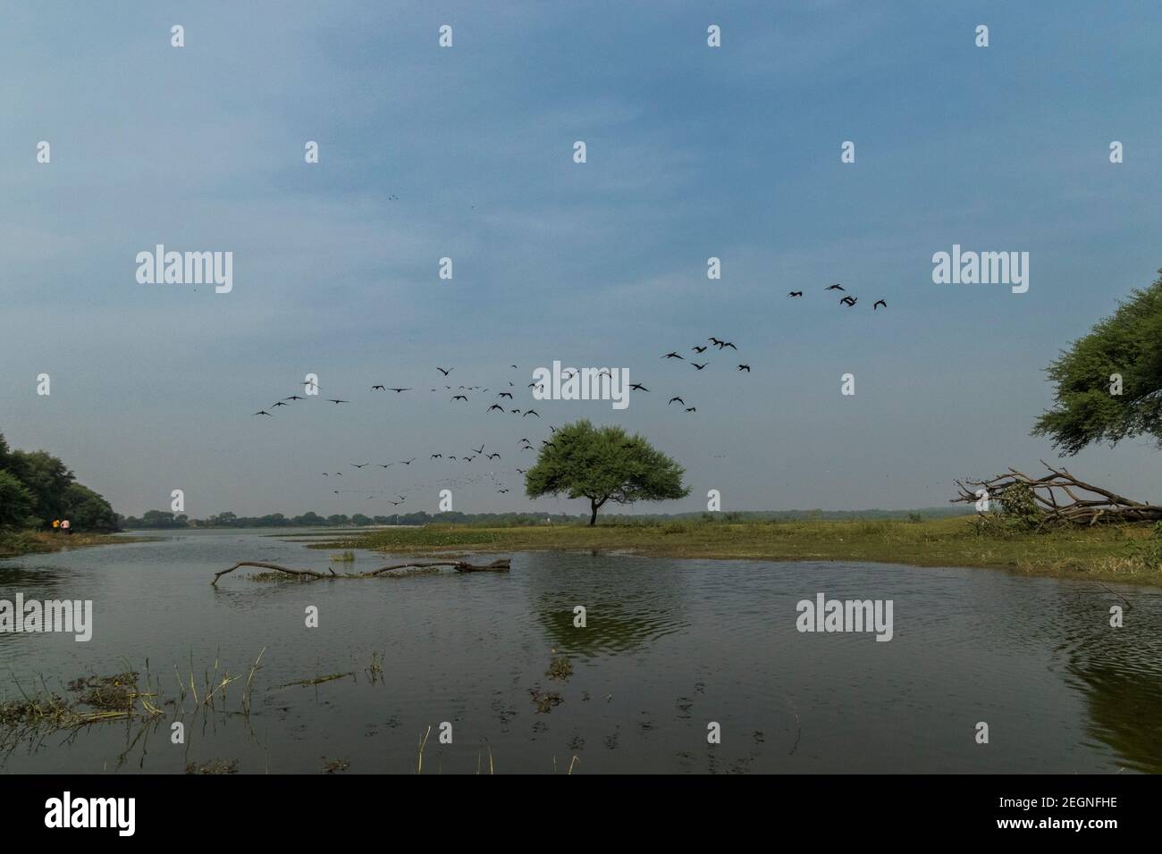 Lago Thol, Ahmedabad Foto Stock