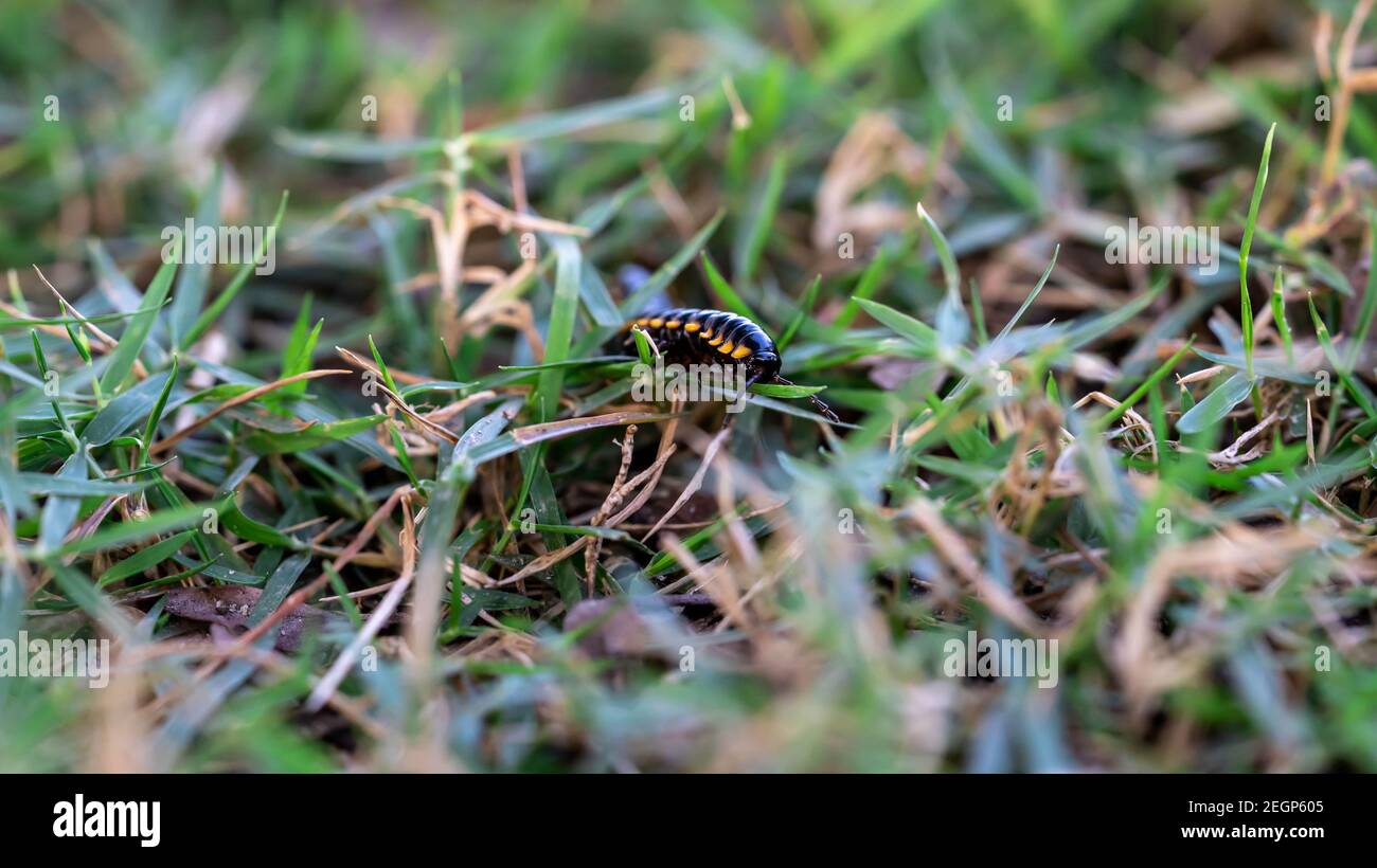 Macro closeup di millipede arancione e nero su erba verde Foto Stock