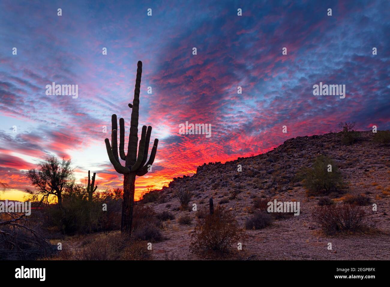 Paesaggio panoramico con Cactus Saguaro e il suggestivo cielo al tramonto nel Sonoran Desert National Monument, Arizona, USA Foto Stock