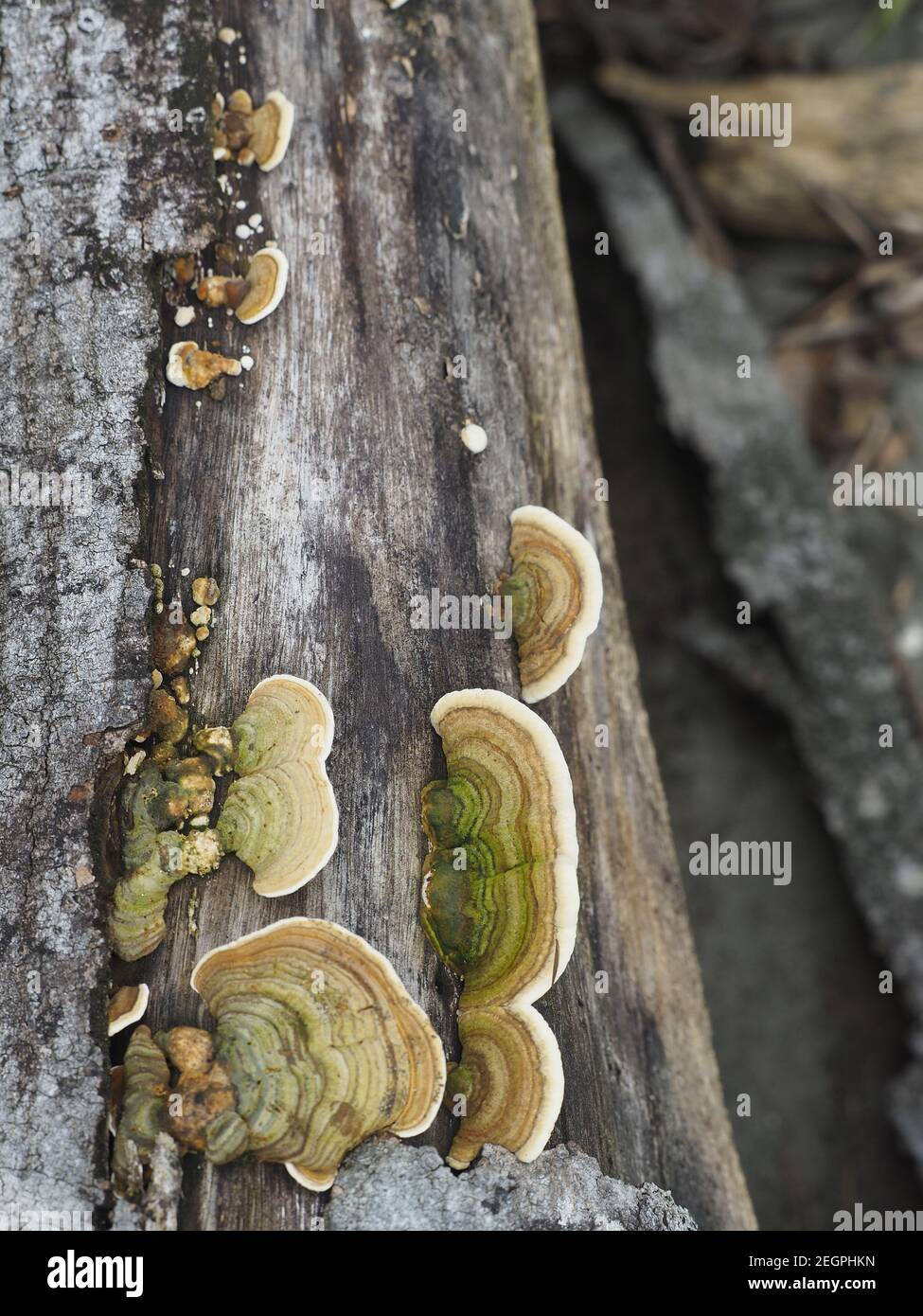 Staffa funghi che crescono su albero caduto Foto Stock