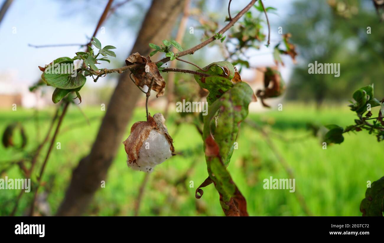 Delicato germoglio secco o fiore di cotone con foglie verdi. Cotone o Gossypium fiore maturo e pronto per la raccolta. Bianco cotone fiore primo piano. Foto Stock
