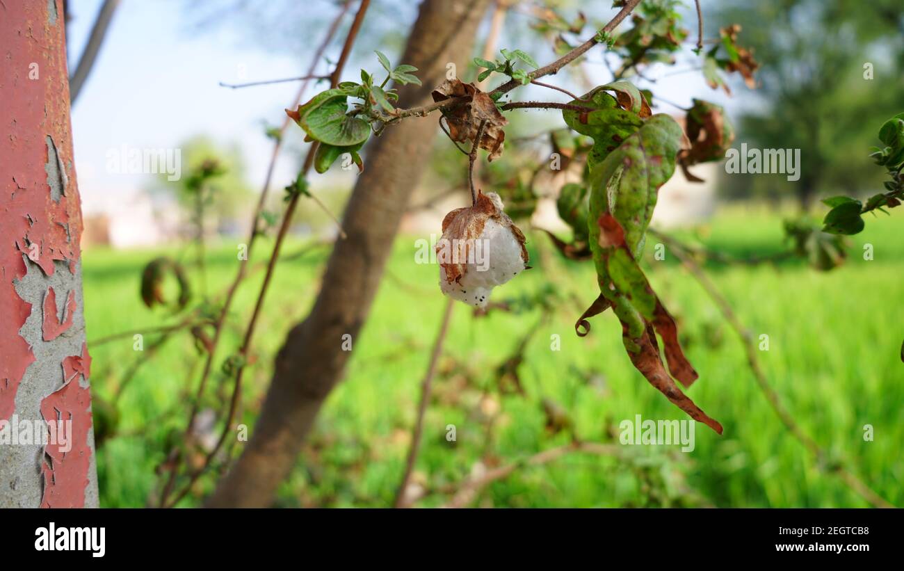 Bella pianta di fiore bianco di cotone appesa sul ramo. Fiore Gossypium con sfondo verde sfocato. Foto Stock