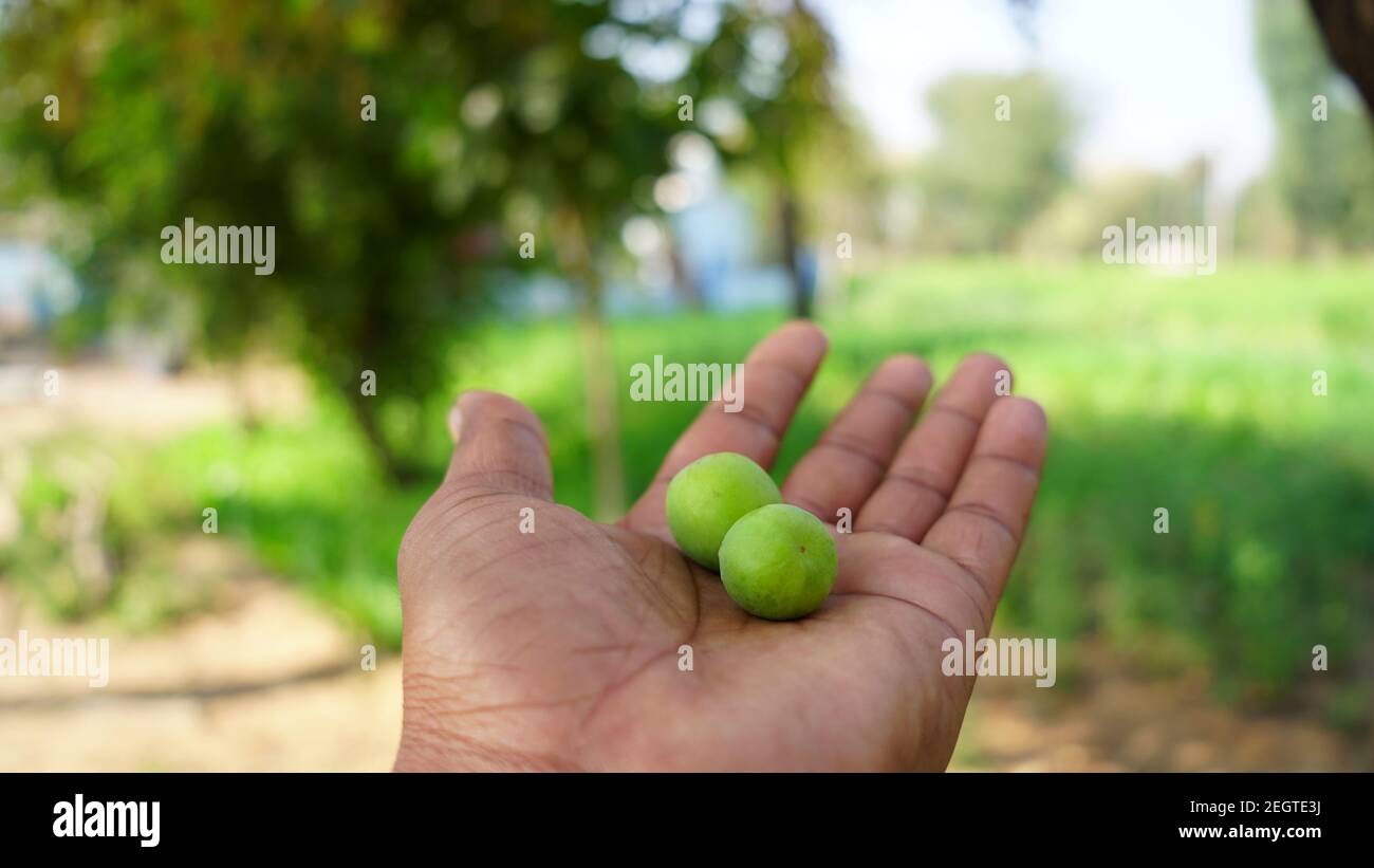 Jujube verde indiano o frutta Ber messo sulla mano umana. Verdastro due frutta immature con sfondo sfocato. Foto Stock