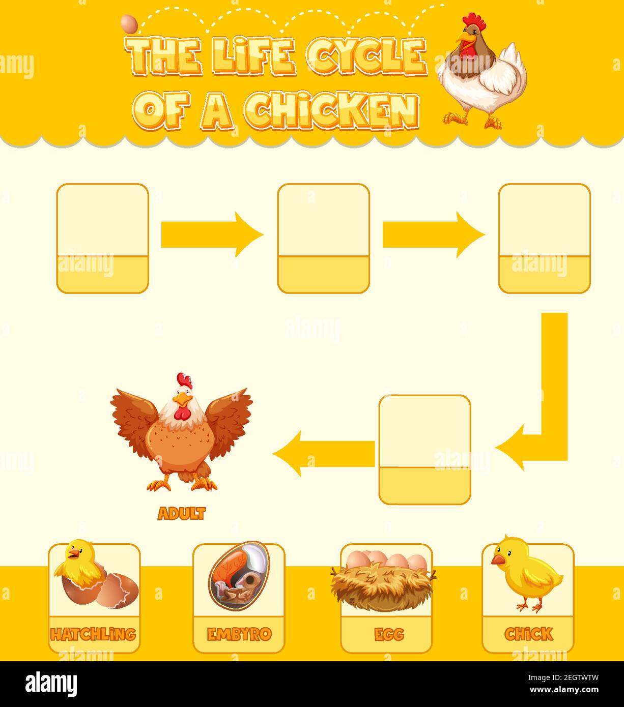 Diagramma che mostra il ciclo di vita dell'illustrazione del pollo Illustrazione Vettoriale