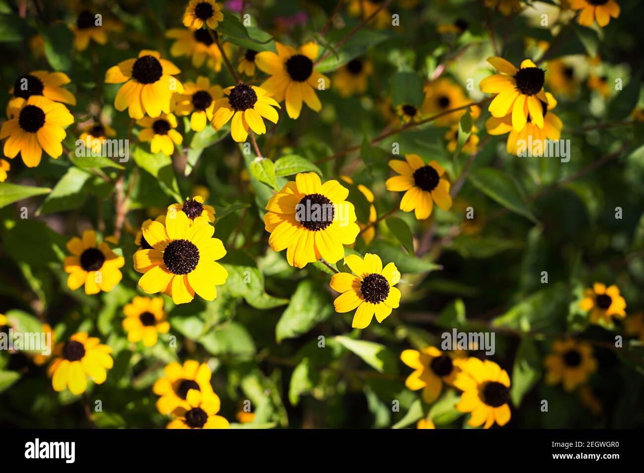 Campo di fiori di margherite nell'erba al sole. Primavera, estate, ecologia, vita naturale rurale, autenticità, nucleo cottage. Spazio di copia Foto Stock