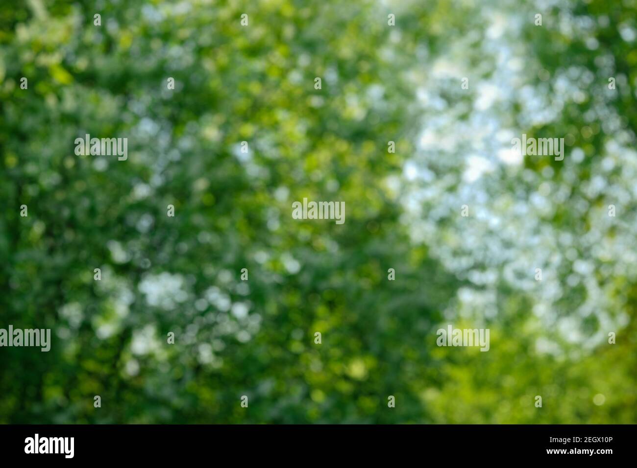 Verde foglie fresche con bokeh morbido. Sfondo biologico naturale con alberi sfocati. Estate, primavera luce solare brillante Foto Stock