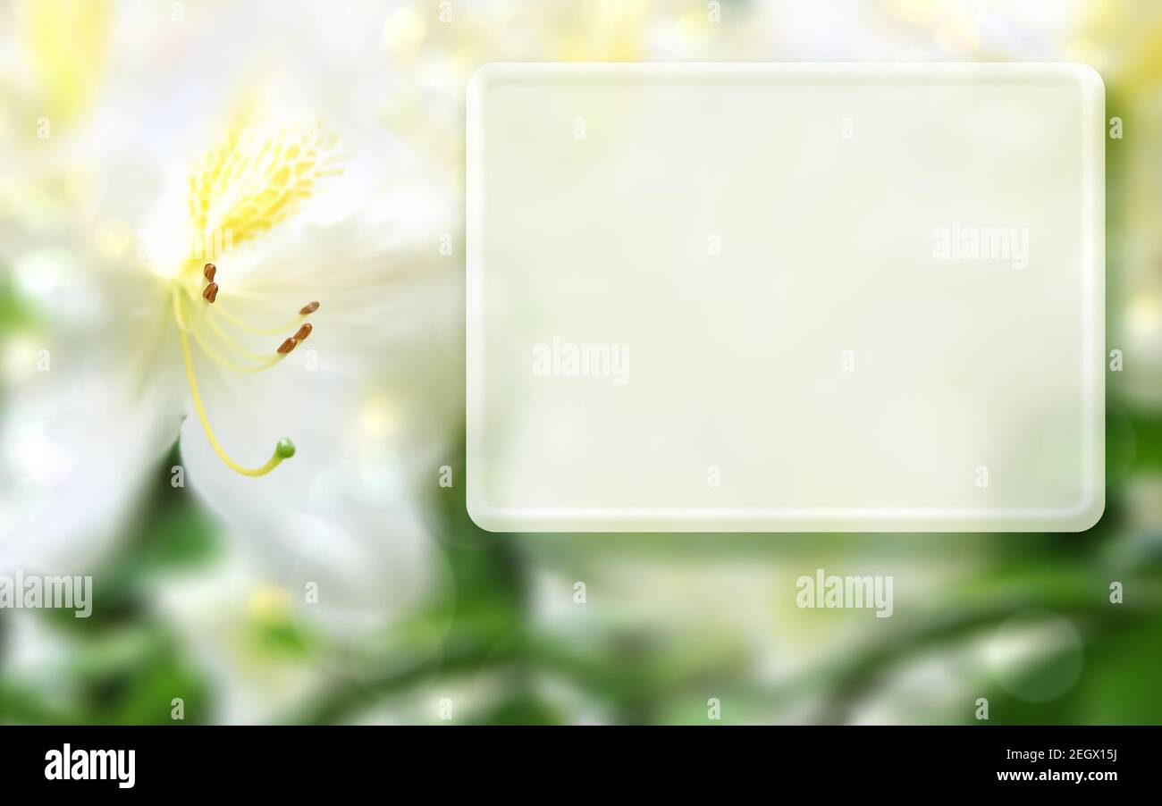 Modello in mock-up con azalea bianca, scatola luminosa e sfondo floreale bokeh sfocato. Cornice estiva per album, album fotografici, biglietti d'auguri Foto Stock