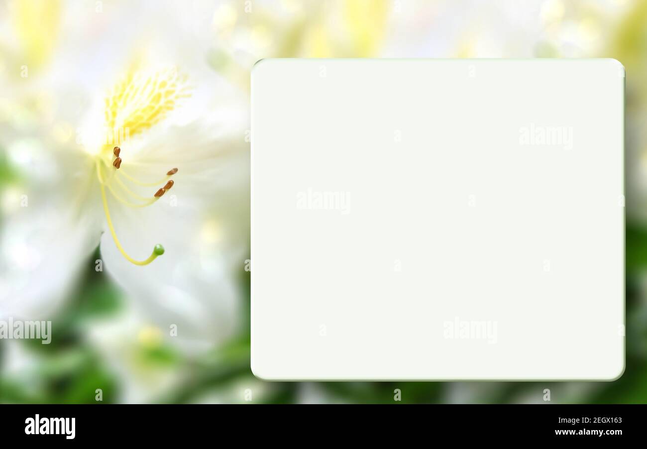 Modello mock-up con azalea bianca, scatola luminosa e sfondo bokeh sfocato, messa a fuoco morbida, macro. Primavera, estate sfondo floreale. Cornice per album Foto Stock